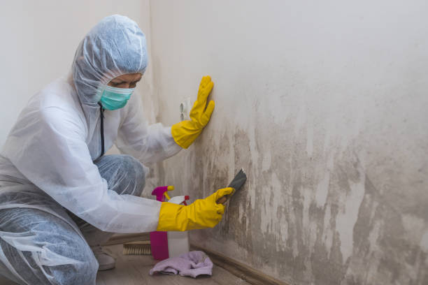 Trusted Dumfries, VA Mold Removal Experts